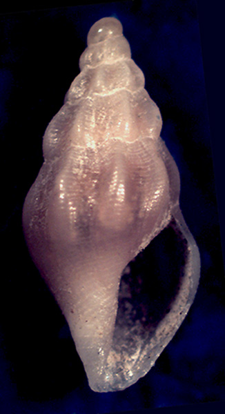 Haedropleura secalina ?